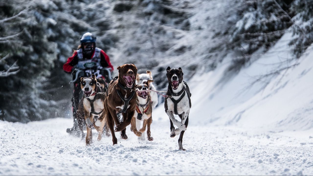 Обои собака, гонки, снег, спорт