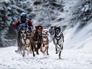 Превью обои собака, гонки, снег, спорт