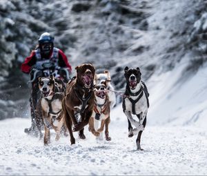 Превью обои собака, гонки, снег, спорт