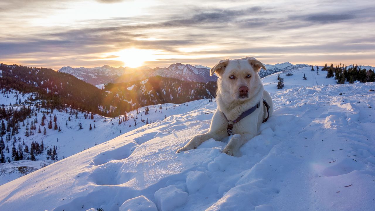 Обои собака, горы, снег, небо, спасатель