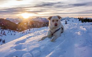 Превью обои собака, горы, снег, небо, спасатель