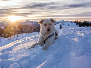 Превью обои собака, горы, снег, небо, спасатель