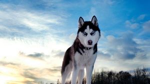 Превью обои собака, хаска, голубоглазый, небо, снег