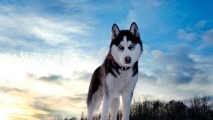 Превью обои собака, хаска, голубоглазый, небо, снег