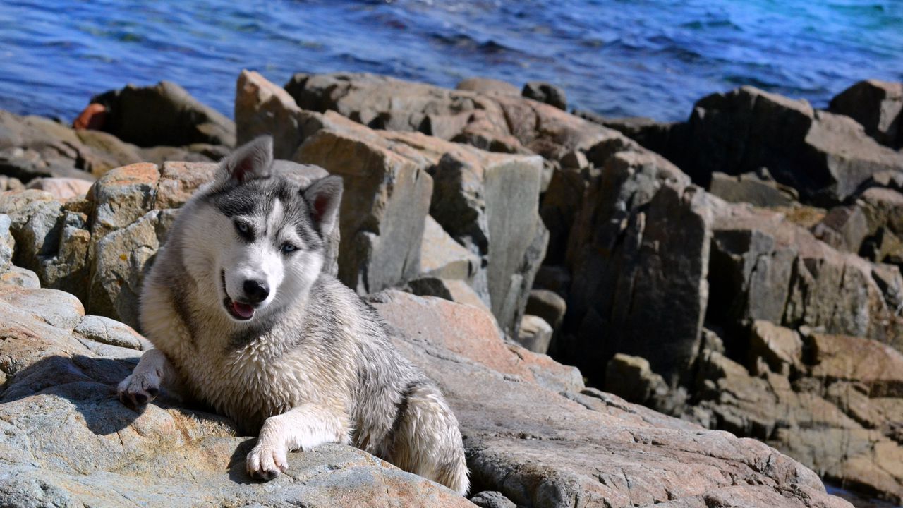 Обои собака, хаска, камни, берег, море