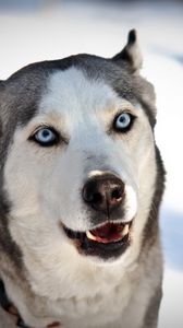 Превью обои собака, хаска, морда, голубоглазый, снег