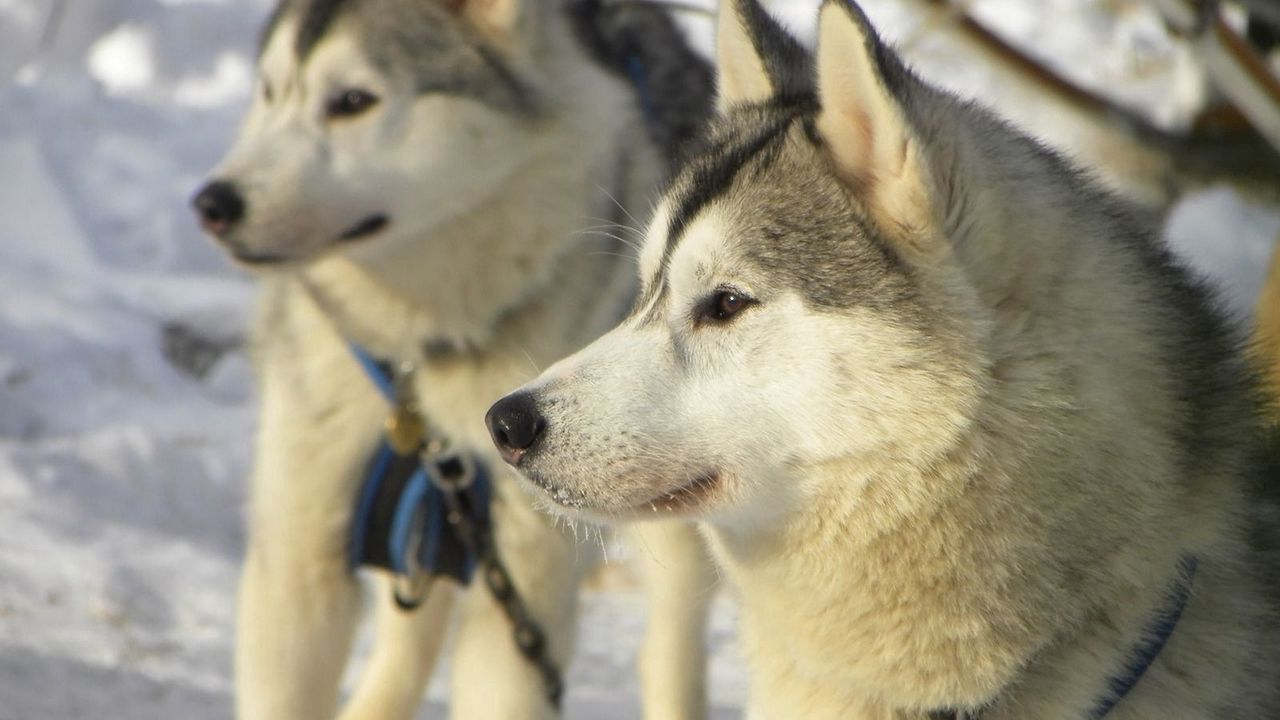 Обои собака, хаска, снег, зима, верный
