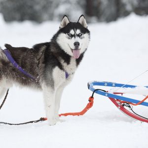 Превью обои собака, хаска, упряжка