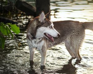 Превью обои собака, хаска, вода, лапы