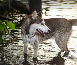 Превью обои собака, хаска, вода, лапы