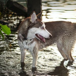 Превью обои собака, хаска, вода, лапы