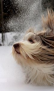 Превью обои собака, йоркширский терьер, снег, играть