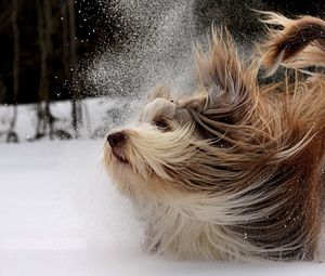 Превью обои собака, йоркширский терьер, снег, играть