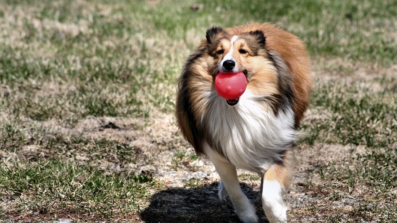 Обои собака, колли, мяч, игрушка