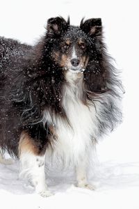 Превью обои собака, колли, пушистый, снег