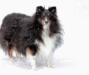 Превью обои собака, колли, пушистый, снег