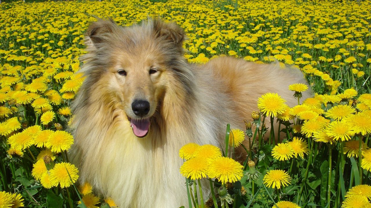 Обои собака, колли, цветы, поле, щуриться