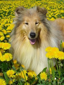 Превью обои собака, колли, цветы, поле, щуриться