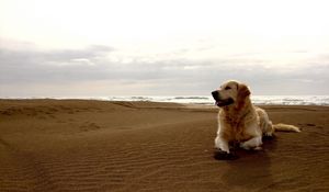 Превью обои собака, лабрадор, берег, песок