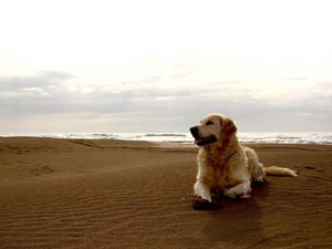 Превью обои собака, лабрадор, берег, песок