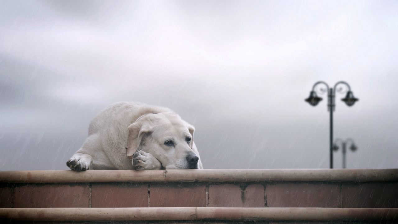Обои собака, лабрадор, лежать, тумань, ожидание, грусть