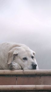 Превью обои собака, лабрадор, лежать, тумань, ожидание, грусть