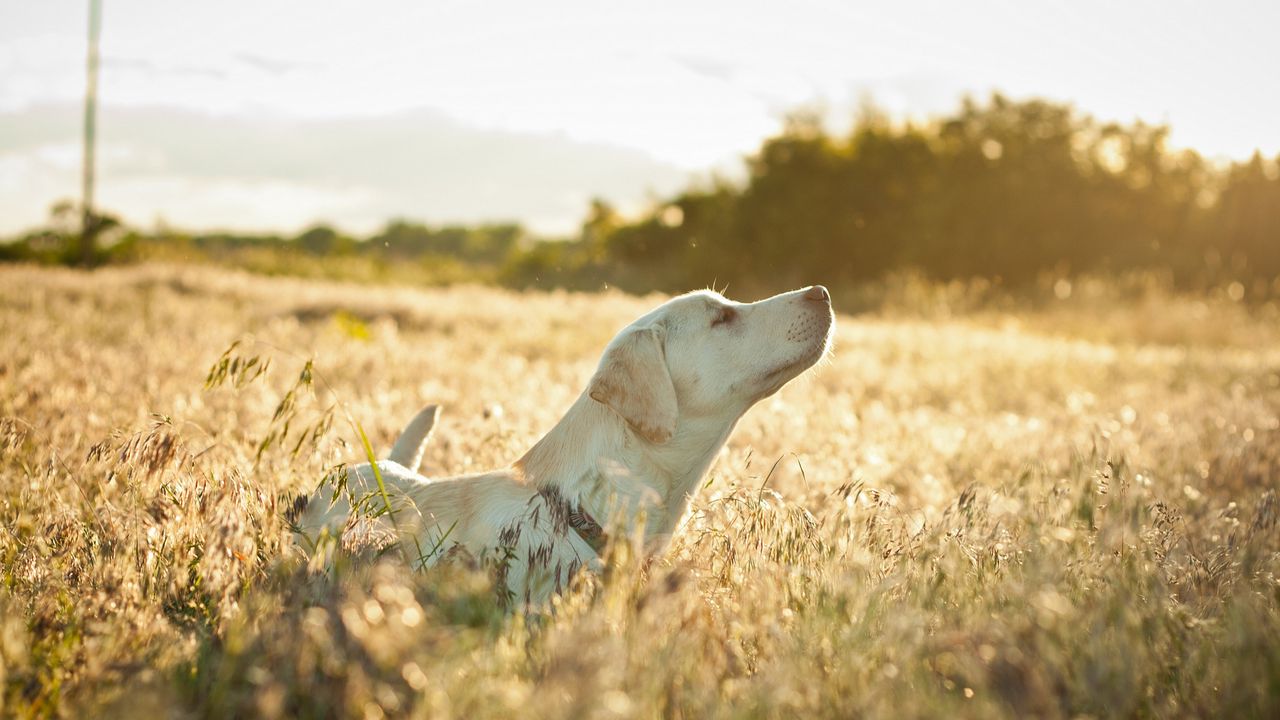 Обои собака, лабрадор, морда, трава, прогулка, солнечный свет