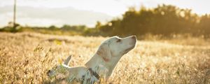 Превью обои собака, лабрадор, морда, трава, прогулка, солнечный свет