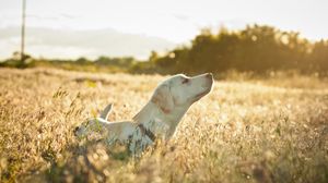 Превью обои собака, лабрадор, морда, трава, прогулка, солнечный свет
