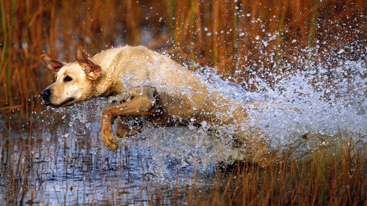 Обои собака, лабрадор, прыжок, вода, трава, охота