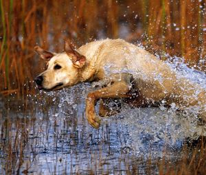 Превью обои собака, лабрадор, прыжок, вода, трава, охота