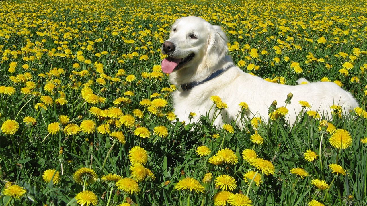Обои собака, лабрадор ретривер, трава, цветы, прогулка
