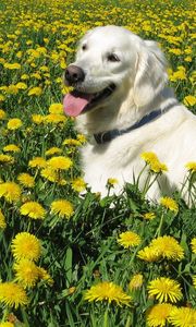 Превью обои собака, лабрадор ретривер, трава, цветы, прогулка
