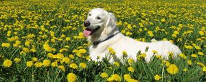 Превью обои собака, лабрадор ретривер, трава, цветы, прогулка