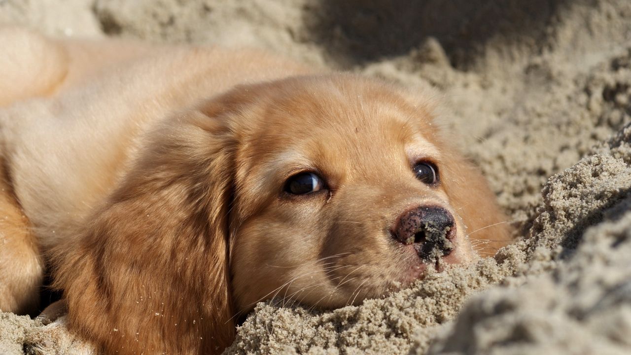 Обои собака, лабрадор, щенок, песок, морда