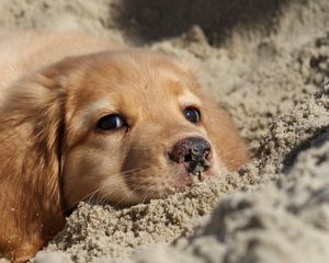 Превью обои собака, лабрадор, щенок, песок, морда