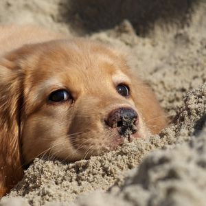 Превью обои собака, лабрадор, щенок, песок, морда
