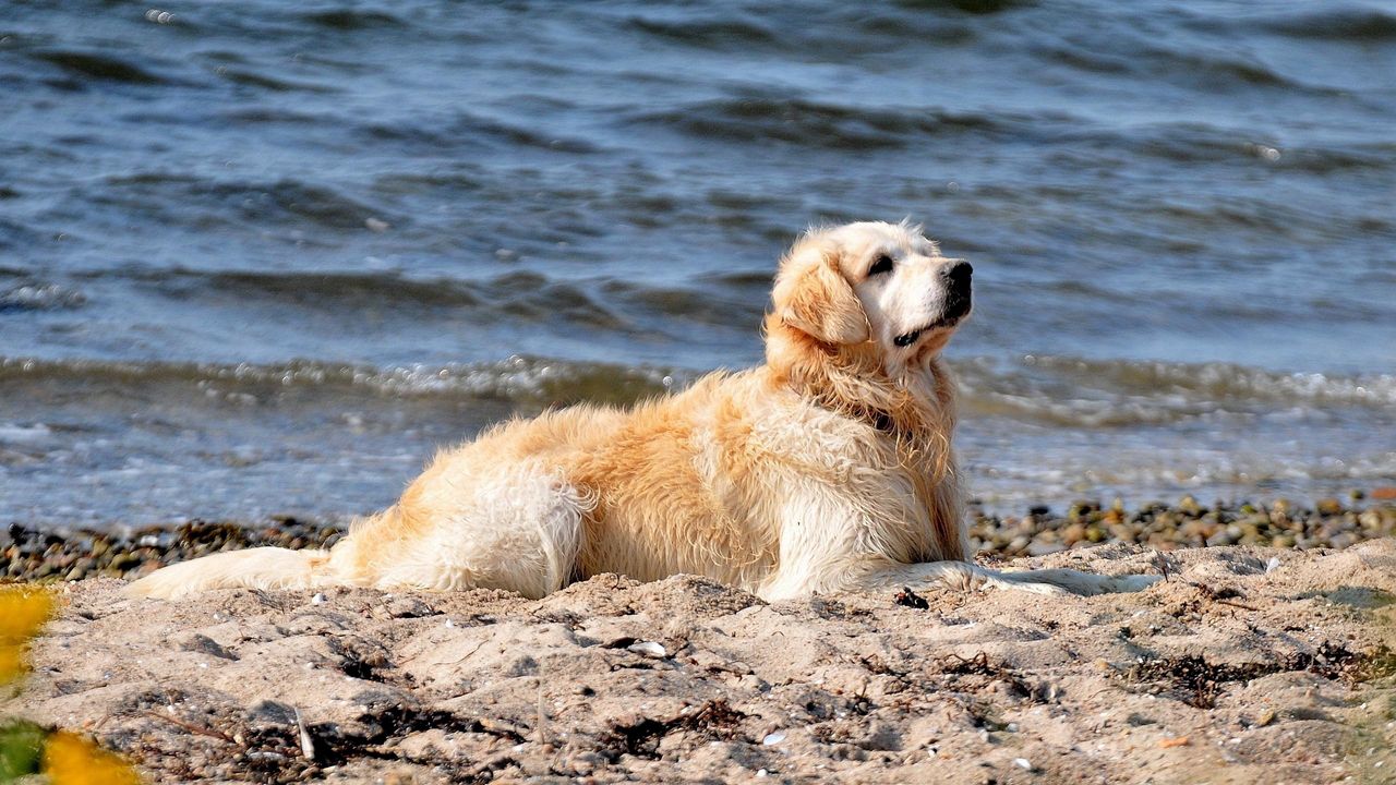 Обои собака, лабрадор, сидеть, берег, песок, вода