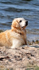 Превью обои собака, лабрадор, сидеть, берег, песок, вода
