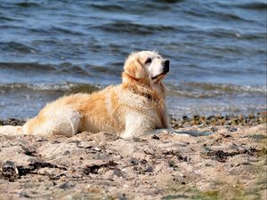 Превью обои собака, лабрадор, сидеть, берег, песок, вода