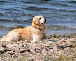 Превью обои собака, лабрадор, сидеть, берег, песок, вода