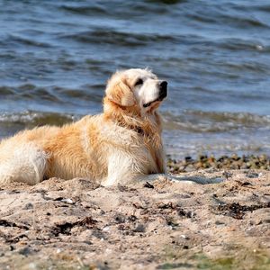 Превью обои собака, лабрадор, сидеть, берег, песок, вода