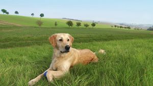 Превью обои собака, лабрадор, трава, деревья, лежать
