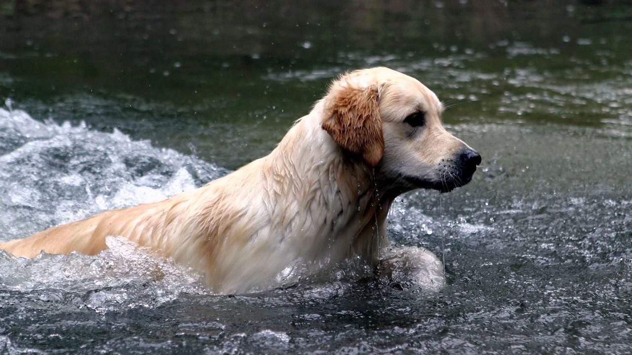 Обои собака, лабрадор, вода, брызги, плавать