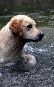 Превью обои собака, лабрадор, вода, брызги, плавать