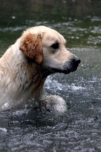 Превью обои собака, лабрадор, вода, брызги, плавать