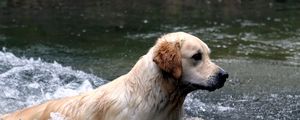 Превью обои собака, лабрадор, вода, брызги, плавать