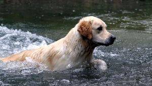 Превью обои собака, лабрадор, вода, брызги, плавать