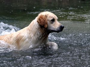 Превью обои собака, лабрадор, вода, брызги, плавать