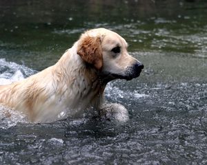 Превью обои собака, лабрадор, вода, брызги, плавать